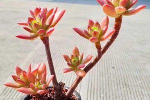 以红稚莲锦为主题的养护技巧（打造美丽水草世界，红稚莲锦养护从这里开始）