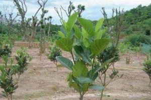 探究菠萝的土壤种植要点（如何为菠萝找到最适合的土壤？）