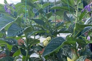 人参果种植时间与方法详解（从选址到施肥，教你种出高产的人参果）