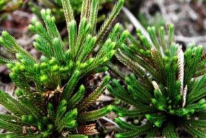 还魂草（功效、作用及食用方法全解密）