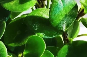 以荷叶碧玉的养殖方法及技巧（打造翠绿清新的荷叶碧玉花园，轻松掌握养殖窍门）