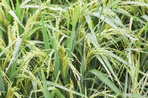 水稻——一种重要的谷类作物（水稻的类型及其生长特点）