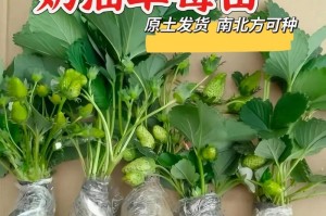 草莓全年种植攻略（四季种植技巧、最佳时间、常见问题与解决）