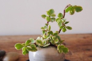 水晶宝草的养护指南（了解水晶宝草的特点与养殖技巧，健康种植您的宝贝）