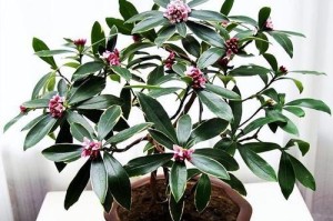 高雅之美——代表高雅的植物（探寻高雅植物的魅力和文化内涵）