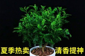 防蚊驱虫，这些植物必备（15种植物有效驱赶蚊虫，天然环保更安心）