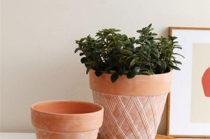 陶盆种植之选盆与植物的搭配（让你的花园更美丽，陶盆种植应该注意什么？）