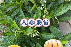 种植人参的好处与注意事项（家里种植人参的意义和实现方法）