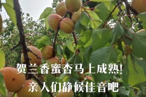 华胥杏成熟时间及食用方法详解（了解华胥杏的生长周期和食用技巧，健康生活从此开始）