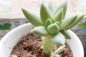 佛手托金的养殖方法与注意事项（打造独具魅力的佛手托金种植园）