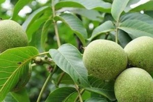 核桃果实的分类探究（从植物学角度分析核桃属于果实的探讨）