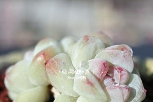 冰玉多肉养殖技巧（打造绝美多肉园，享受绿色生活）