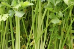 芹菜耐寒能力的研究（探究芹菜在不同低温下的生长表现及适应性）