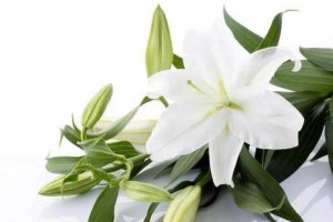 花语祝福（翻译每一朵花的语言，向你最爱的人送上祝福）