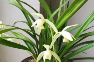 如何养护建兰花期？（建兰花的养护技巧及注意事项）