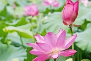 荷花养殖方法（打造自家私人水乡景观）
