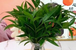 竹柏叶子发卷的奇妙之处（探秘古代发卷技艺，还原传统之美）