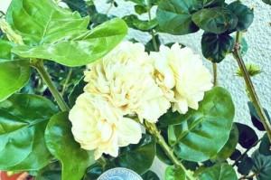 如何正确养护冬季的末梨花（冬天护理末梨花的关键要点）
