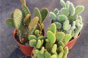 黄毛掌开花（掌家必备）