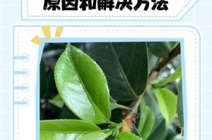 茶花叶子干枯的原因及补救方法（茶花养护知识，让你的花常青不枯）