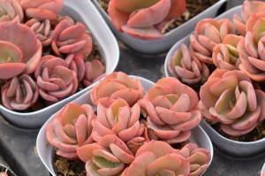 以秀妍多肉怎么养（培养独一无二的多肉植物，关键是爱心和耐心）