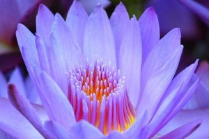 荷花的生态习性与特点（荷花的生长环境及其适应性）