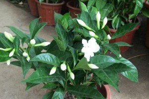 在院子里种植丁香树的适宜性（丁香树的生长习性与养护方法）