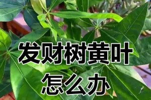 发财树叶子断了怎么办？（解决发财树叶子断裂问题的有效方法）