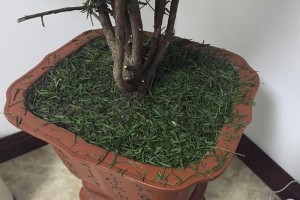 红豆杉修剪指南（让你的红豆杉更加健康茂盛）