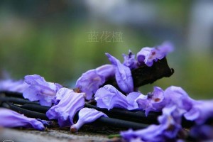 蓝花楹果实的营养与用途（探秘蓝花楹果实的营养成分及应用价值）