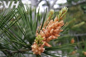 牵牛花：一种裸子植物