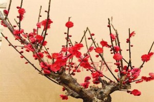 红梅老桩的养护方法（让红梅老桩绽放生机——红梅老桩养护技巧）