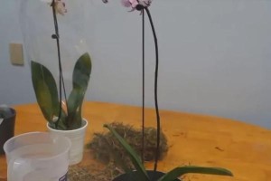 蝴蝶兰换盆的最佳时间（如何选择合适的时间给蝴蝶兰更换盆土？）