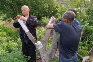 核桃树嫁接技巧（让你成为核桃树嫁接高手的实用指南）