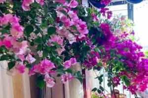 室内花卉养护指南（让你的花不再凋零）
