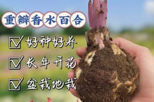 盆栽百合种子的种植技巧（培育健康盆栽百合，打造家居绿意）