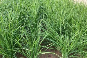 韭菜芽种植指南（从种子到餐桌，打造家庭自种韭菜芽）