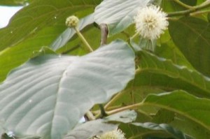 萝卜花的性别结构与特征（探究萝卜花是否为单性花——从花部结构、繁殖方式和生态角度考察）