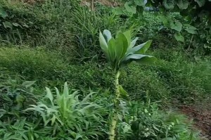 常青草的浇水方法与技巧（掌握浇水时间和频率，让常青草更健康）