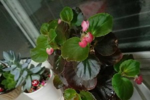 海棠花适合种在哪个尺寸的盆中？（大盆还是小盆更适合海棠花生长？）
