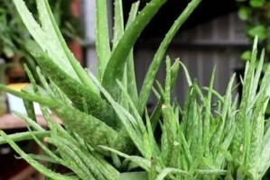 芦荟的栽培方式（芦荟的生长环境、优缺点对比以及如何选择适合的栽培方式）