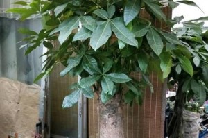 发财树能否放在卧室？真相揭秘！（卧室养发财树是否有害？是安居还是危害？）