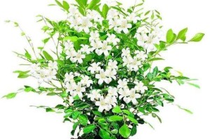 九里香的花期和开花时间（探究九里香开花的季节和观赏技巧）