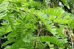 鸡骨草的功效与作用解析（探秘鸡骨草的药用特性与应用方法）