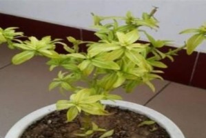 长春花不开花的原因及解决方法（多种可能性影响长春花开花，养护技巧帮你解决）