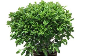 非洲茉莉如何养殖更旺盛（全面了解非洲茉莉的生长环境与养护技巧）
