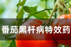 如何用药物治疗番茄疾病？（了解番茄疾病的种类和对应的药物，让你的番茄更健康）
