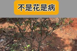 绿化树木病虫害防治技术与措施（保护绿色家园，从树木病虫害防治开始）