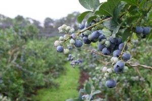 蓝莓种植指南（选择适合的土壤，打造优质蓝莓果园）