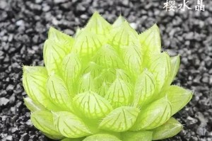 冰灯玉露的养殖技巧（让你的冰灯玉露长势喜人的秘诀）
